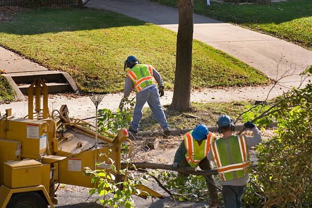 Best Tree Removal Near Me  in Seaville, NJ